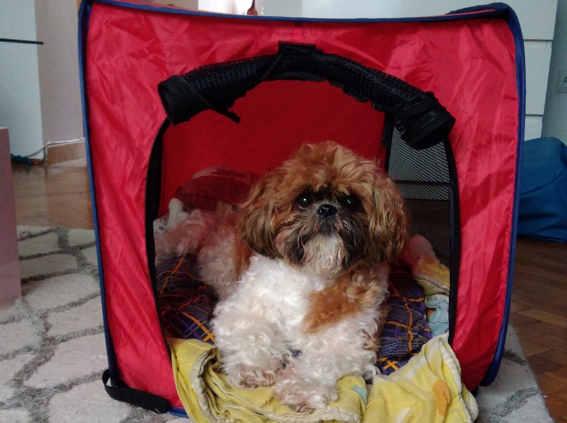 Sportpet Portable Dog Kennel – recenzja niskokosztowego namiotu dla psa