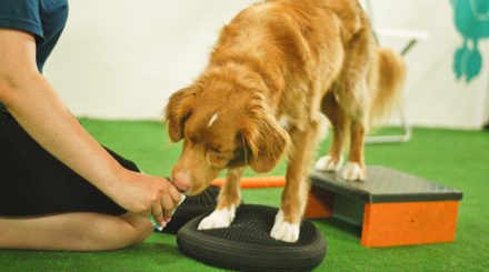Psi fitness – z czym to się je?